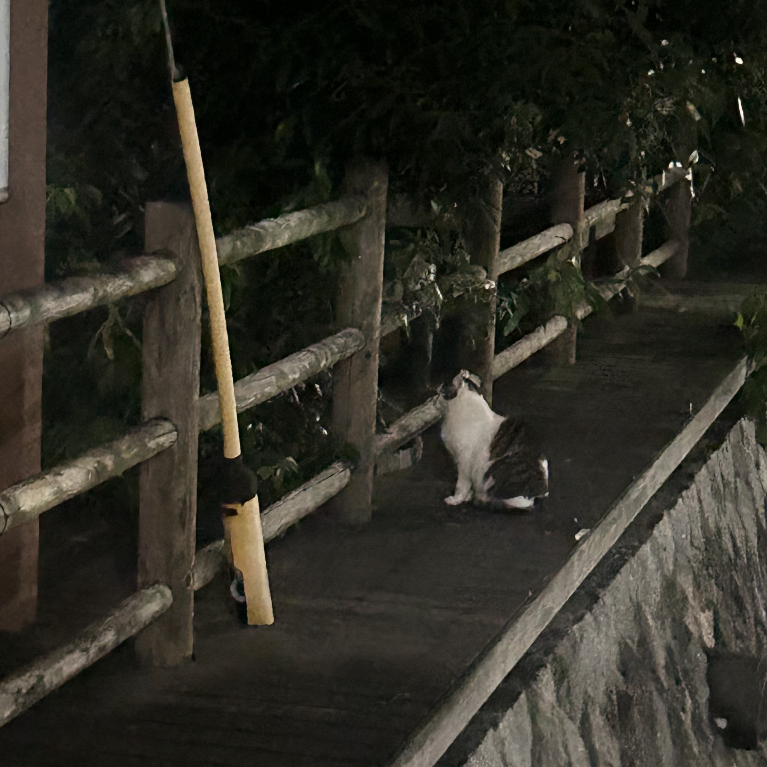 猫画像